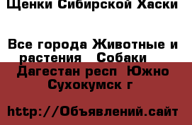 Щенки Сибирской Хаски - Все города Животные и растения » Собаки   . Дагестан респ.,Южно-Сухокумск г.